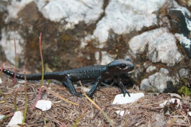 Salamandra atra prenjensis i oprezni pogled